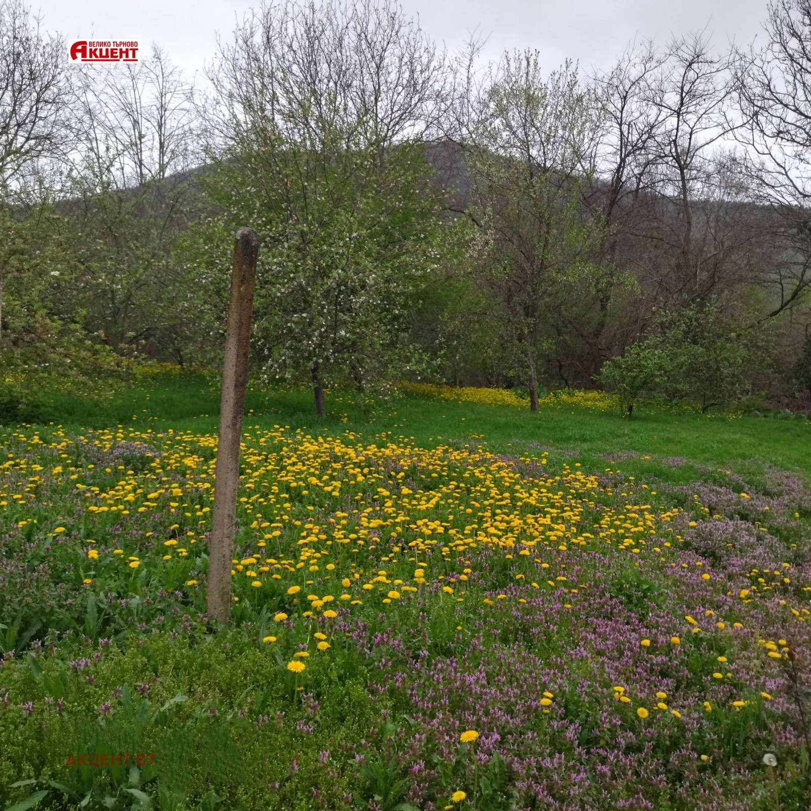 ������� ���� | Imot.bg � ����������� 12