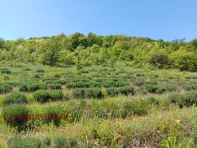 Kara Malka Vereya, bölge Stara Zagora 9