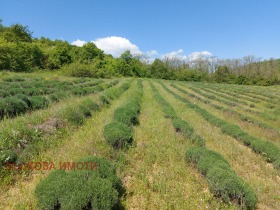 Jord Malka Vereya, region Stara Zagora 10