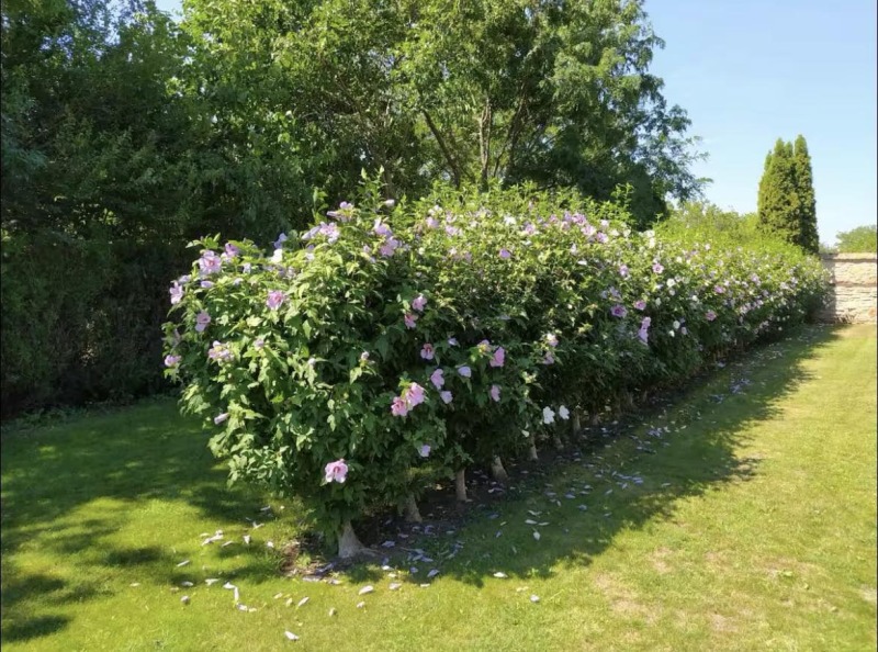 Te koop  Huis regio Dobritsj , Tjulenovo , 120 m² | 18014431 - afbeelding [2]