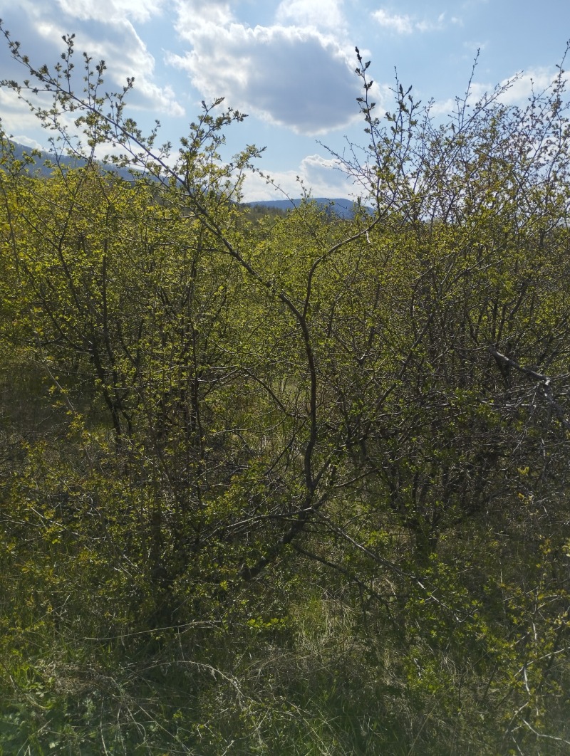 De vânzare  Complot Sofia , Suhodol , 9125 mp | 85838143 - imagine [3]