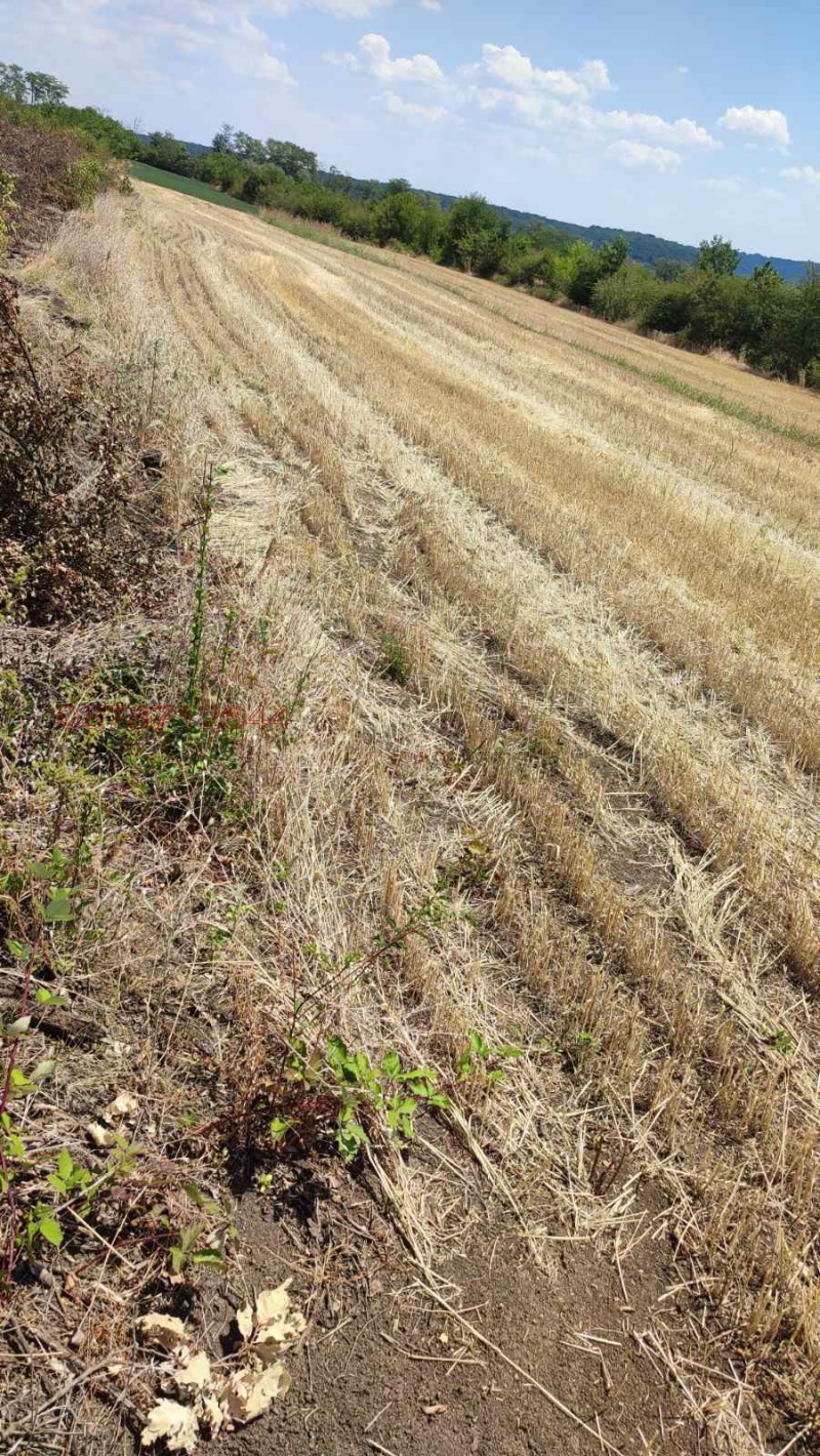 Продава ЗЕМЕДЕЛСКА ЗЕМЯ, с. Сейдол, област Разград, снимка 2 - Земеделска земя - 52785543