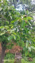 Продава КЪЩА, с. Дъбене, област Пловдив, снимка 11