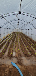Продава ПАРЦЕЛ, с. Избеглии, област Пловдив, снимка 4