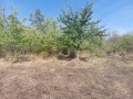 Продава ПАРЦЕЛ, с. Пепелина, област Русе, снимка 2