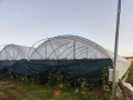 Продава ЗЕМЕДЕЛСКА ЗЕМЯ, с. Кърналово, област Благоевград, снимка 2