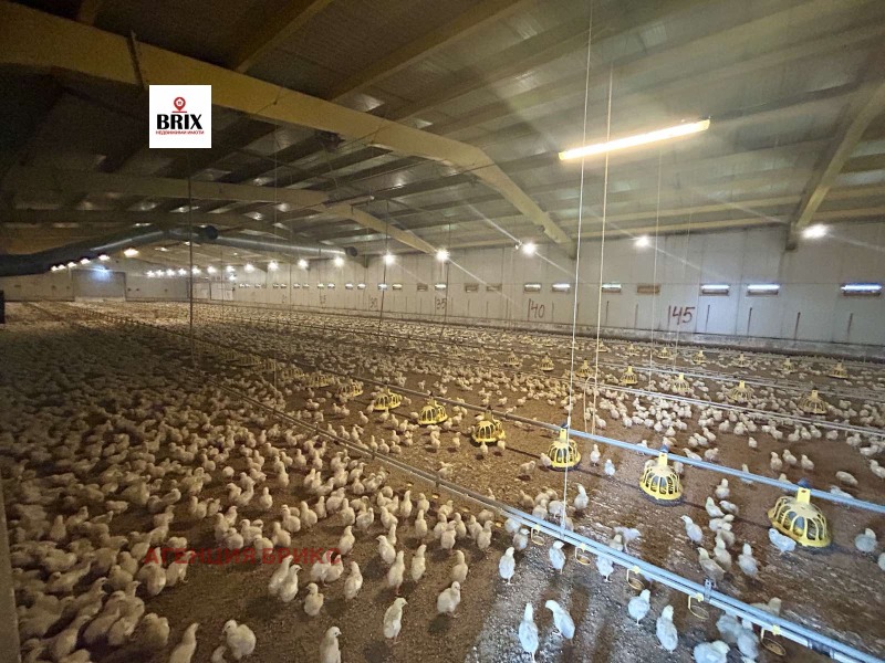 Продава БИЗНЕС ИМОТ, с. Борисово, област Русе, снимка 7 - Други - 50402553