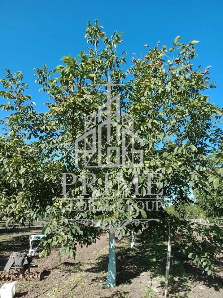 Продава КЪЩА, с. Малка поляна, област Бургас, снимка 3 - Къщи - 54228466