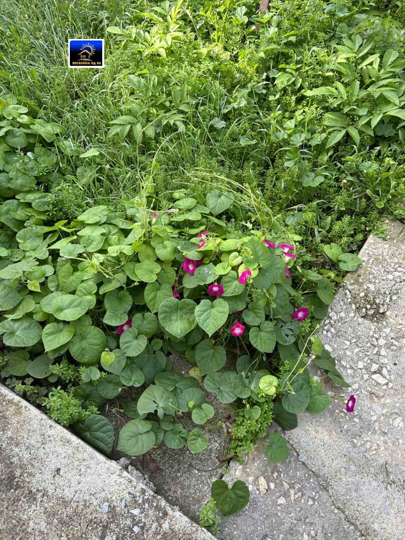 Προς πώληση  σπίτι περιοχή Dobrich , Βεδρηνα , 70 τ.μ | 99448149 - εικόνα [6]