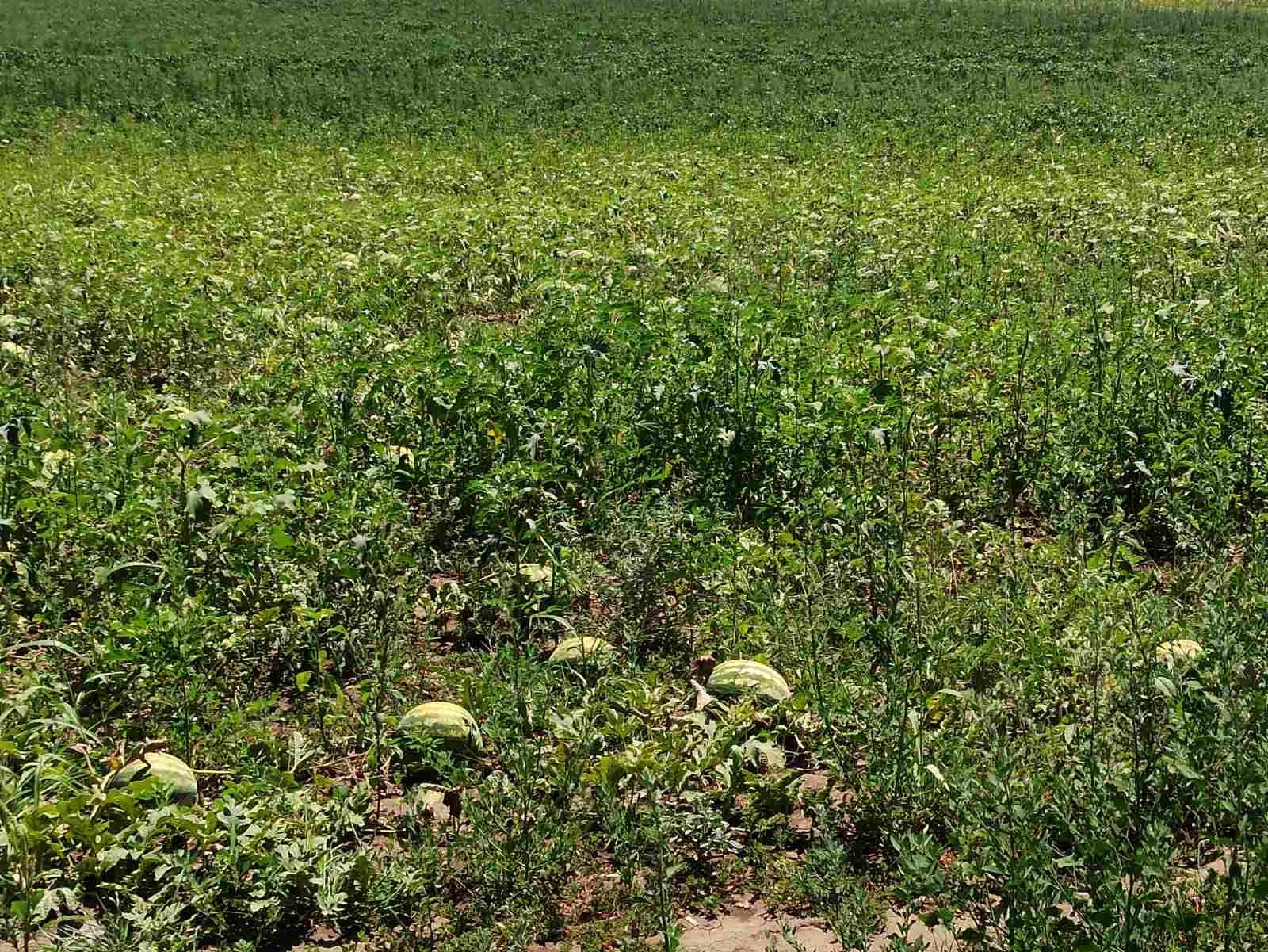 Продава ФЕРМА | Imot.bg — изображение 15