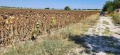 Продава ПАРЦЕЛ, с. Скутаре, област Пловдив, снимка 3