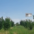 Продава ЗЕМЕДЕЛСКА ЗЕМЯ, с. Ковач, област Стара Загора, снимка 4 - Земеделска земя - 41187474