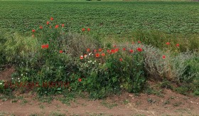 Plot Yagoda, region Stara Zagora  1