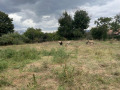 Продава  Къща област Шумен , гр. Смядово , 1538 кв.м | 87154259 - изображение [2]