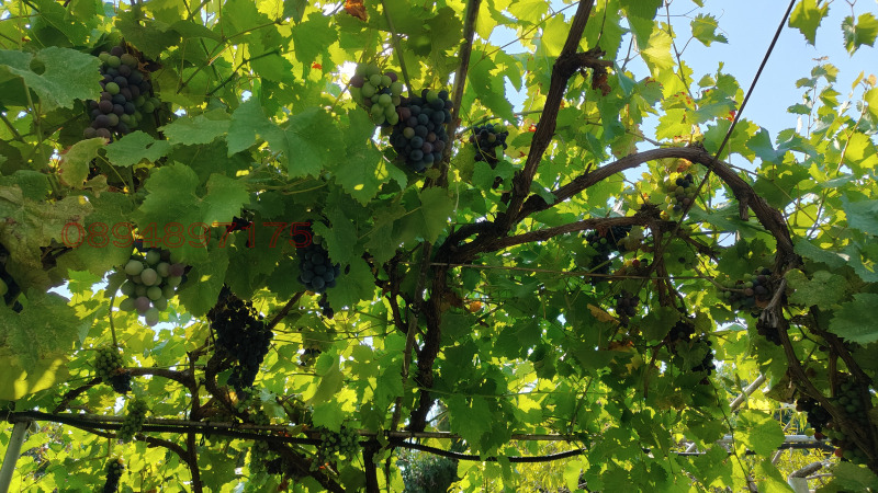 Продава ЗАВЕДЕНИЕ, с. Борисово, област Русе, снимка 8 - Заведения - 53094840