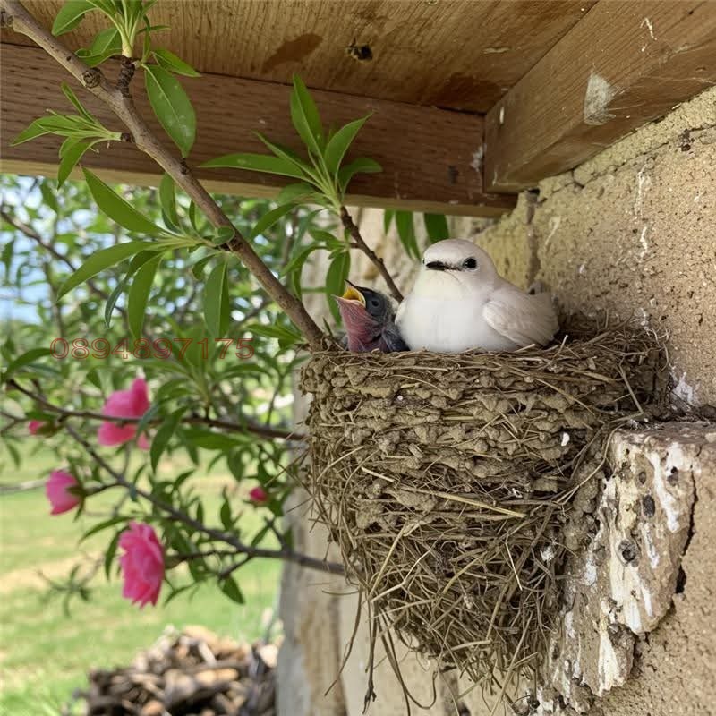 Продава ЗАВЕДЕНИЕ, с. Борисово, област Русе, снимка 16 - Заведения - 53094840