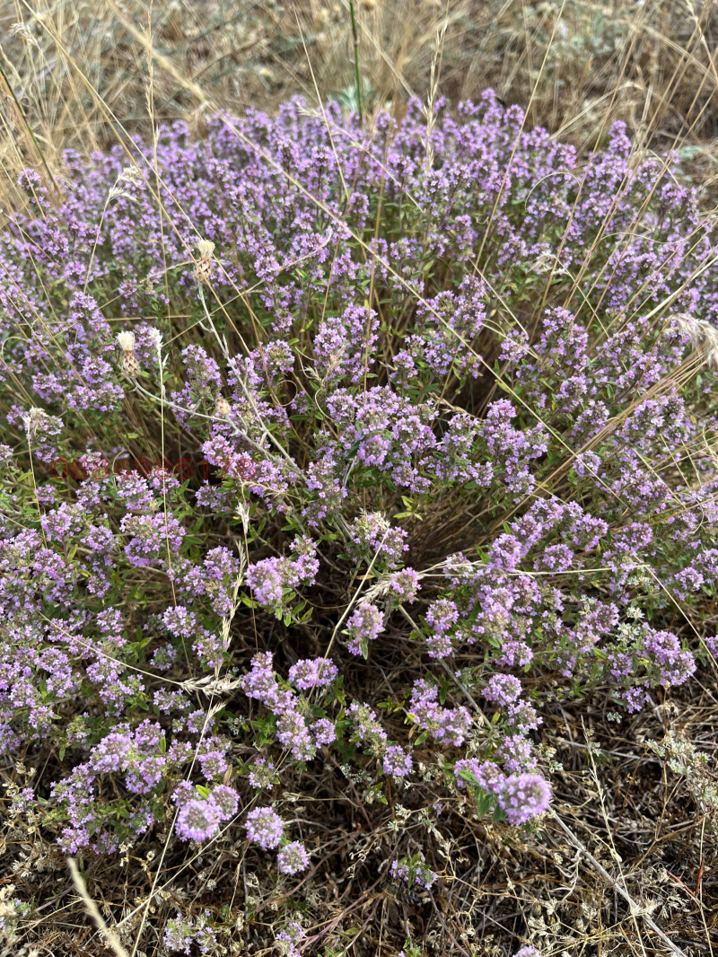 Продава ЗЕМЕДЕЛСКА ЗЕМЯ, с. Пчелин, област София област, снимка 6 - Земеделска земя - 52784705