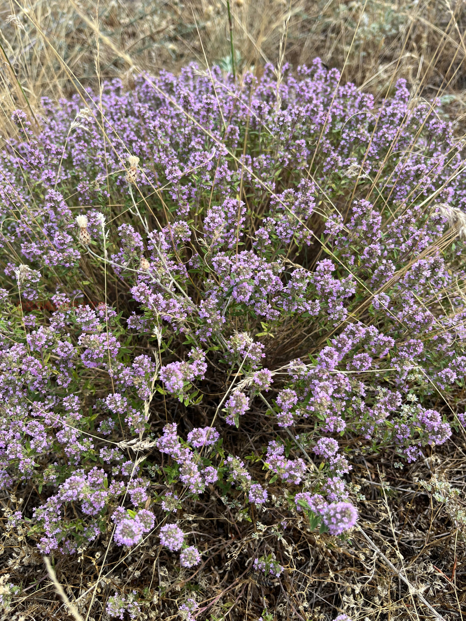 Продава ЗЕМЕДЕЛСКА ЗЕМЯ, с. Пчелин, област София област, снимка 6 - Земеделска земя - 53933011