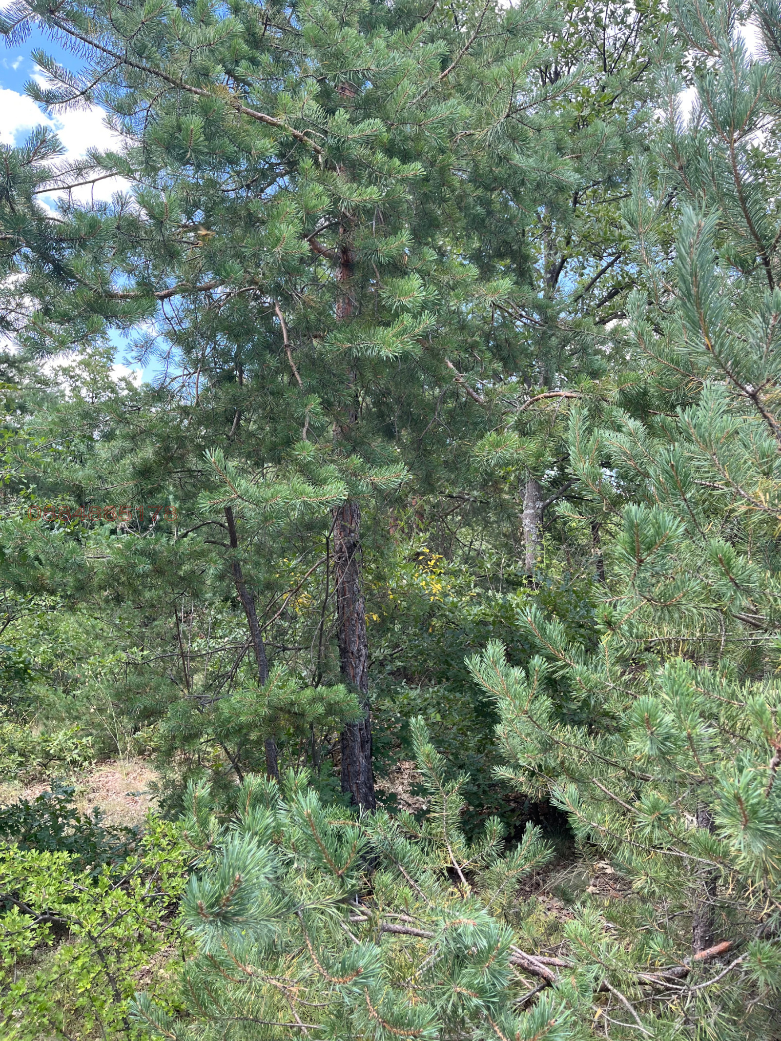 Продава ЗЕМЕДЕЛСКА ЗЕМЯ, с. Пчелин, област София област, снимка 10 - Земеделска земя - 53933011