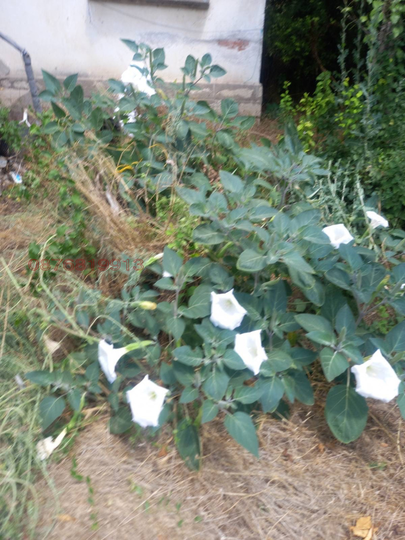 Продава КЪЩА, с. Михайлово, област Враца, снимка 4 - Къщи - 52922101