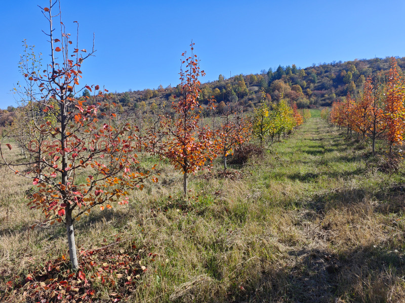 Продава ЗЕМЕДЕЛСКА ЗЕМЯ, с. Берсин, област Кюстендил, снимка 5 - Земеделска земя - 52785934