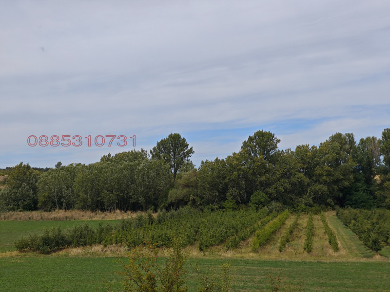 Продава ЗЕМЕДЕЛСКА ЗЕМЯ, с. Берсин, област Кюстендил, снимка 2 - Земеделска земя - 52785934