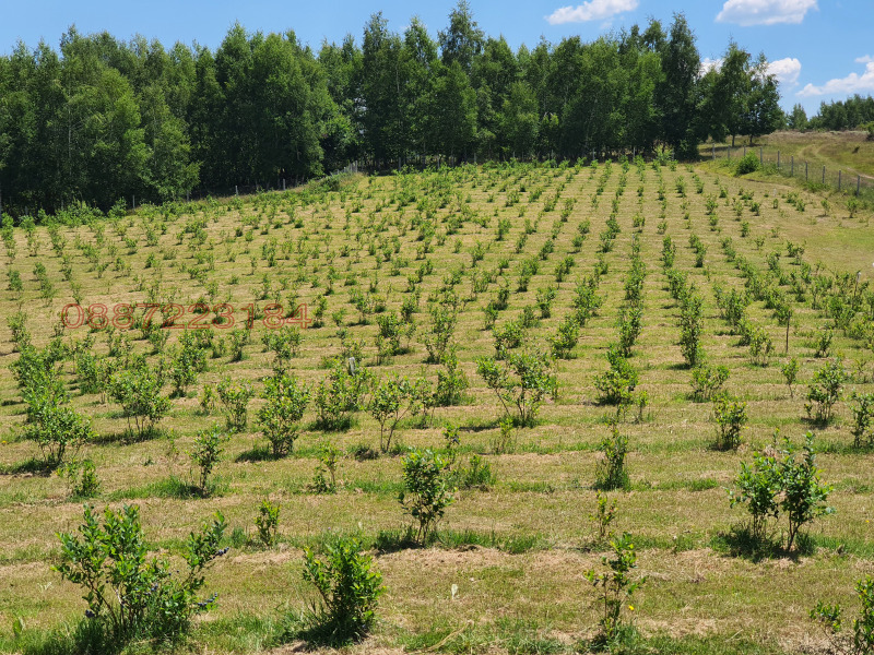Продава ЗЕМЕДЕЛСКА ЗЕМЯ, с. Сатовча, област Благоевград, снимка 3 - Земеделска земя - 52784566