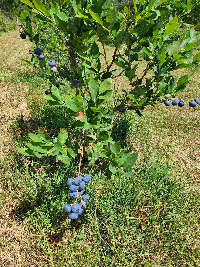 Продава ЗЕМЕДЕЛСКА ЗЕМЯ, с. Сатовча, област Благоевград, снимка 4 - Земеделска земя - 52784566
