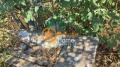 Продава КЪЩА, област Добрич, с. Оброчище • 85000 € • 47434725 — Holmes.bg