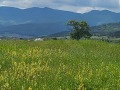 Продава ЗЕМЕДЕЛСКА ЗЕМЯ, гр. Велинград, област Пазарджик, снимка 2