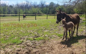 ������� ���� | Imot.bg � ����� ������ 5