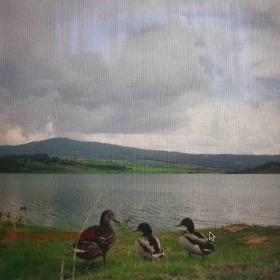 ����� ������� ������,�. ����� ������, ������ ������>