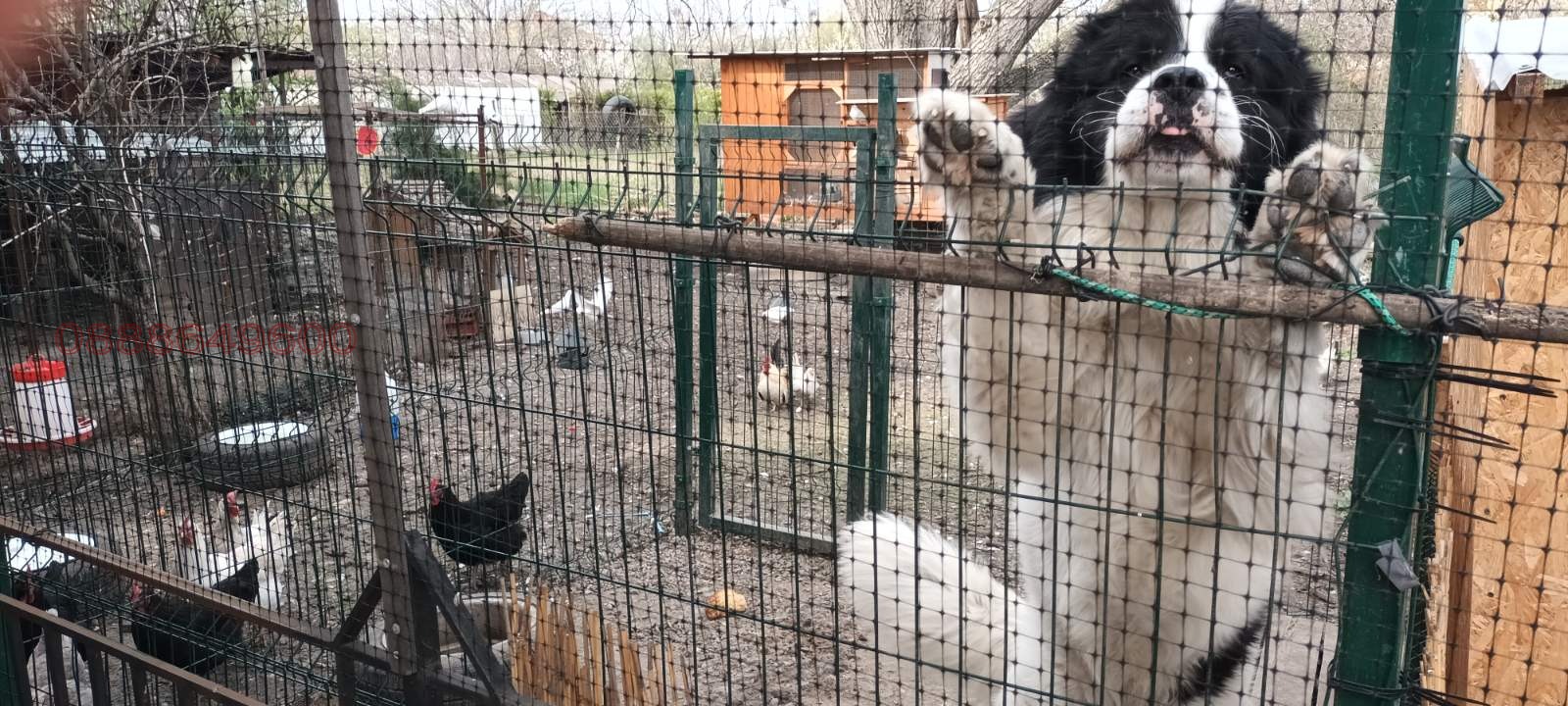 Продава КЪЩА, гр. София, с. Волуяк, снимка 11 - Къщи - 54450940
