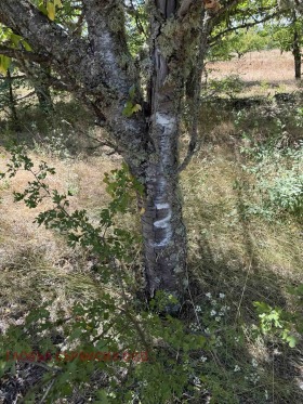 ������� ���������� ���� | Imot.bg � ����� ������ 12