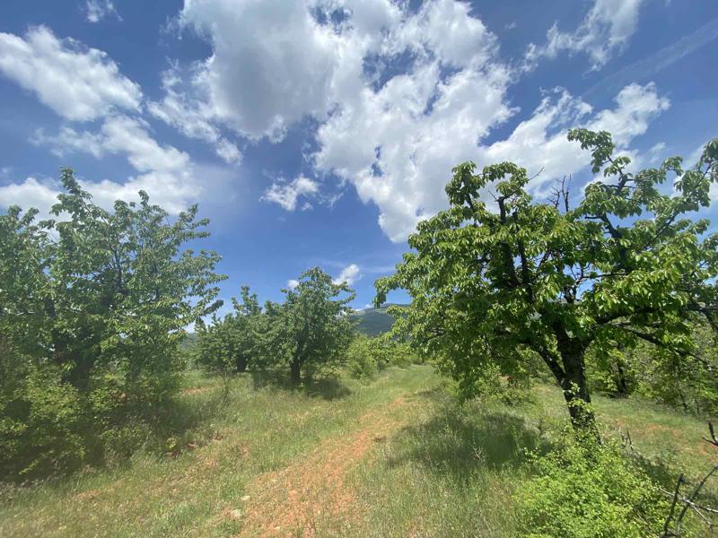 En venta  Tierra región Kyustendil , Gorna Grashtitsa , 2.3 dka | 36787361 - imagen [5]