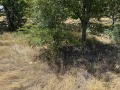 Продава ЗЕМЕДЕЛСКА ЗЕМЯ, с. Горна Гращица, област Кюстендил, снимка 13