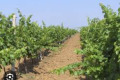 Продава  Земеделска земя област Бургас , с. Прилеп , 24.7 дка | 57300044