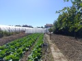 Продава КЪЩА, гр. Сливо поле, област Русе, снимка 5