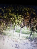 Продава ПАРЦЕЛ, с. Дойренци, област Ловеч, снимка 1