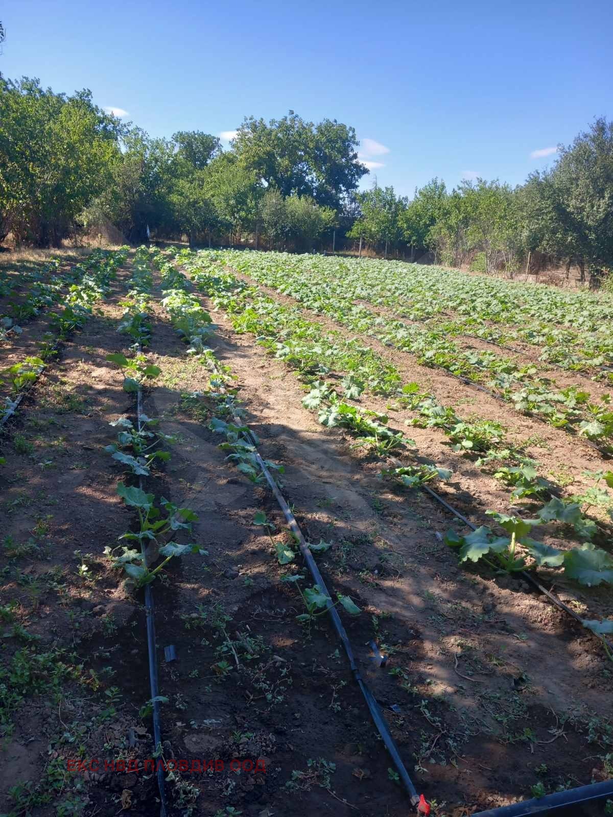 Продава КЪЩА, с. Опълченец, област Стара Загора, снимка 4 - Къщи - 53997858