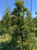 Продава ЗЕМЕДЕЛСКА ЗЕМЯ, гр. Бургас, с. Братово, снимка 12