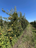 Продава ЗЕМЕДЕЛСКА ЗЕМЯ, гр. Бургас, с. Братово, снимка 11