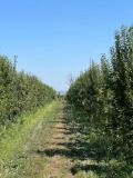 Продава ЗЕМЕДЕЛСКА ЗЕМЯ, гр. Бургас, с. Братово, снимка 8