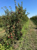 Продава ЗЕМЕДЕЛСКА ЗЕМЯ, гр. Бургас, с. Братово, снимка 10