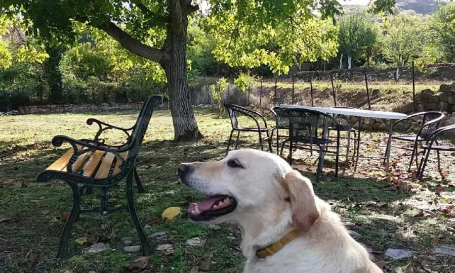 Дава под наем КЪЩА, с. Самоводене, област Велико Търново, снимка 5 - Къщи - 53704888