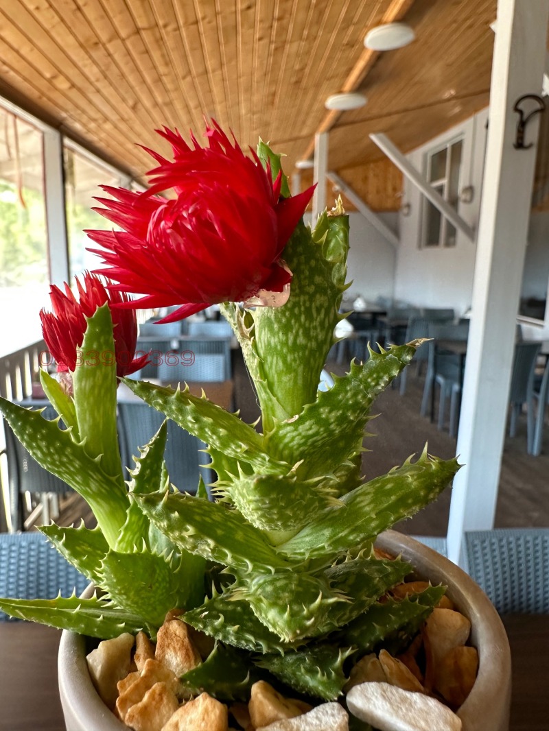 For Rent  Bar, Coffee shop Sofia , Zaharna fabrika , 200 sq.m | 47681111 - image [10]