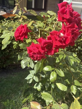 ���� ��� ���� 2-����� | Imot.bg � ����� ������ 13