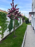 Дава под наем 2-СТАЕН, гр. София, с. Панчарево, снимка 13