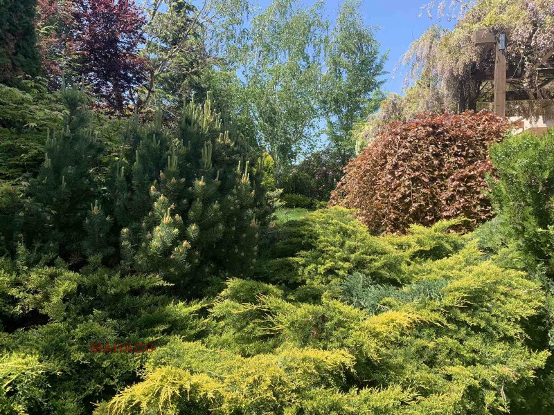Kiralık  Ev Sofia , m-t Kambanite , 450 metrekare | 10647100 - görüntü [11]