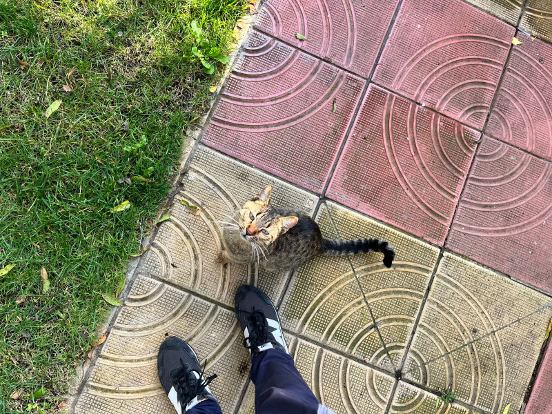 Дава под наем 2-СТАЕН, гр. Варна, к.к. Св.Св. Константин и Елена, снимка 16 - Апартаменти - 52867755